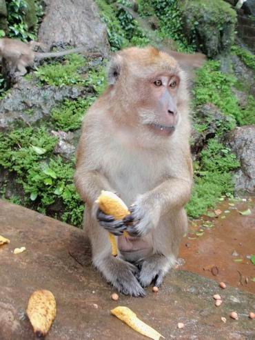 фото обезьяны тайланд пхукет отзыв 2010